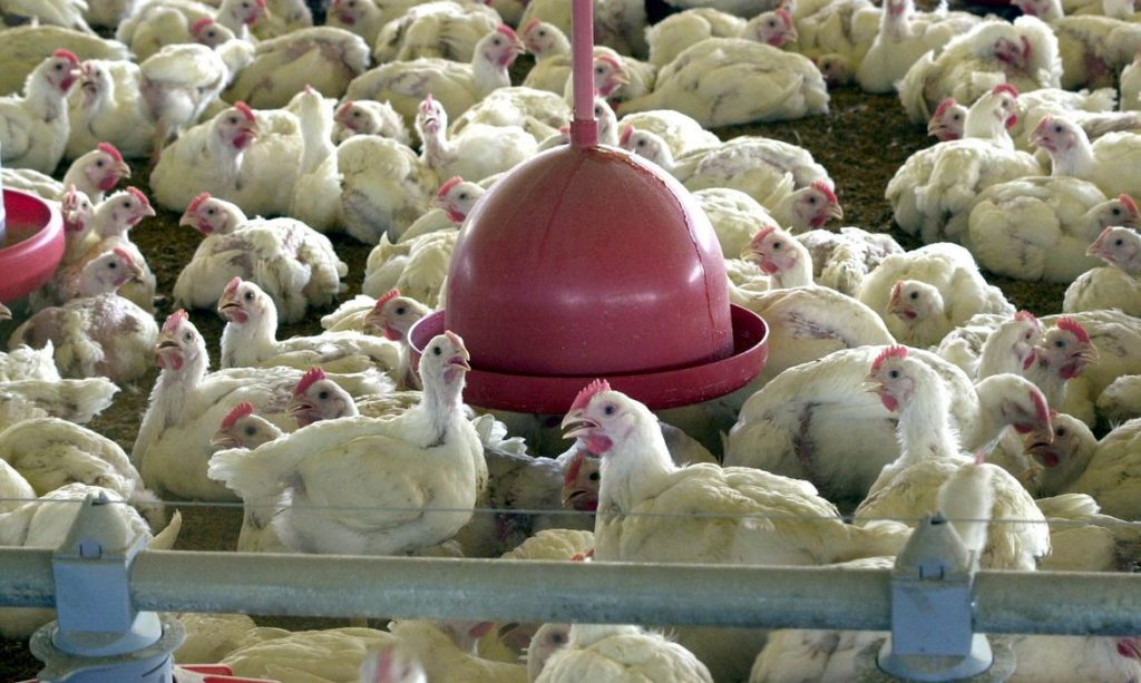 China confirma primeiro caso no mundo de gripe aviaria H10N3 em humano