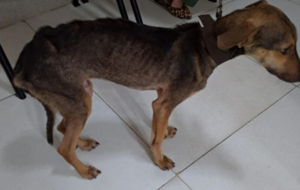 Homem e preso por maus tratos contra cachorro em Lagarto