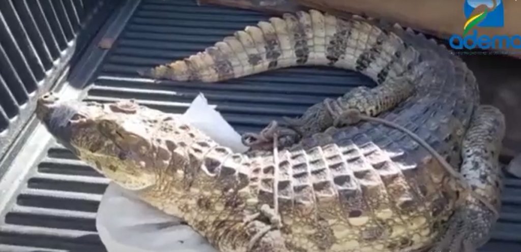 Jacare de 25 kg e encontrado em condominio na Zona de Expansao de Aracaju