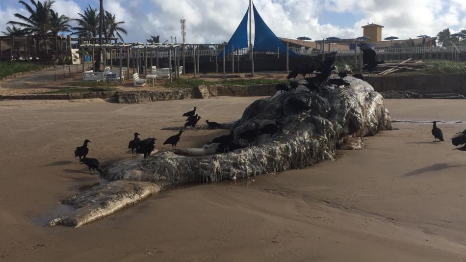 Baleia jubarte de 15 metros e encontrada morta na Praia da Costa na Barra dos Coqueiros