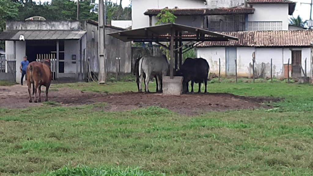 Dupla suspeita de furto de gado no interior de Sergipe e presa pela policia