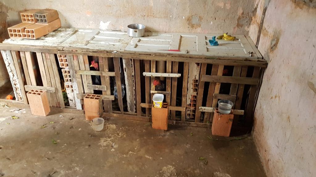 Homem preso por maus tratos contra animais em Carira