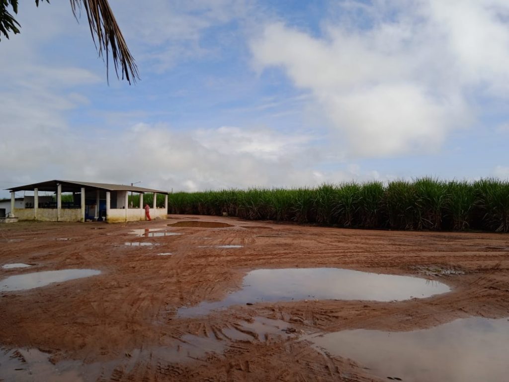 Moradores alegam ter saude prejudicada com agrotoxicos lancados por aviao em Neopolis