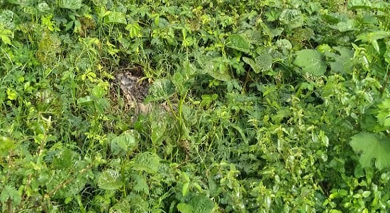 Polícia investiga morte de 12 gatos em Itaporanga D’Ajuda; suspeita é de envenenamento 1 Policia investiga morte de 12 gatos em Itaporanga DAjuda suspeita e de envenenamento