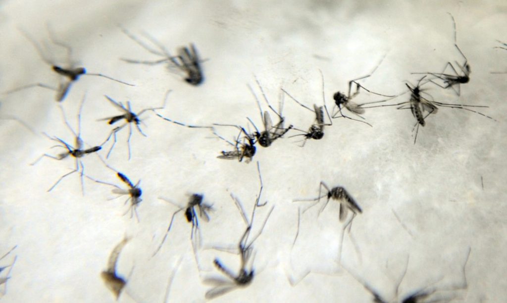 Prefeitura de Indiaroba reforca importancia de cuidados para evitar mosquito da dengue