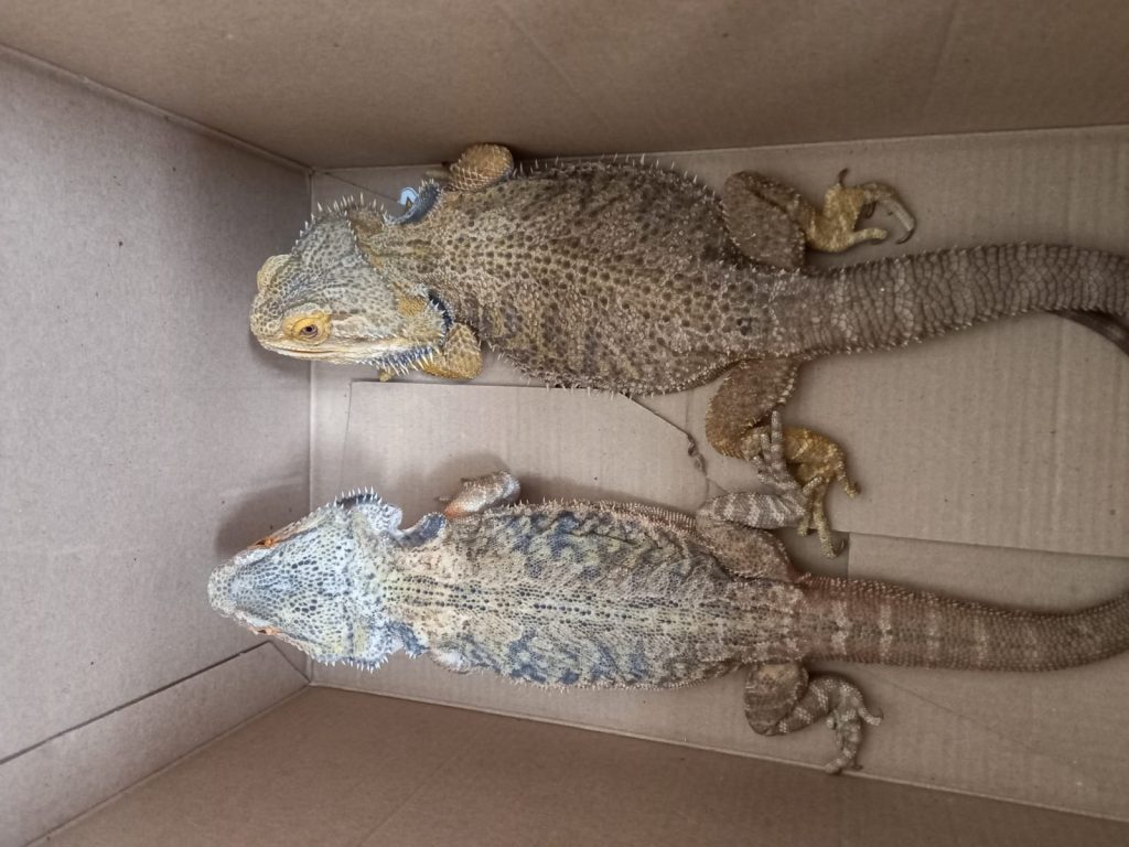 Adema recebe nove lagartos exoticos de origem asiatica e oceanica que estavam mantidos em cativeiro