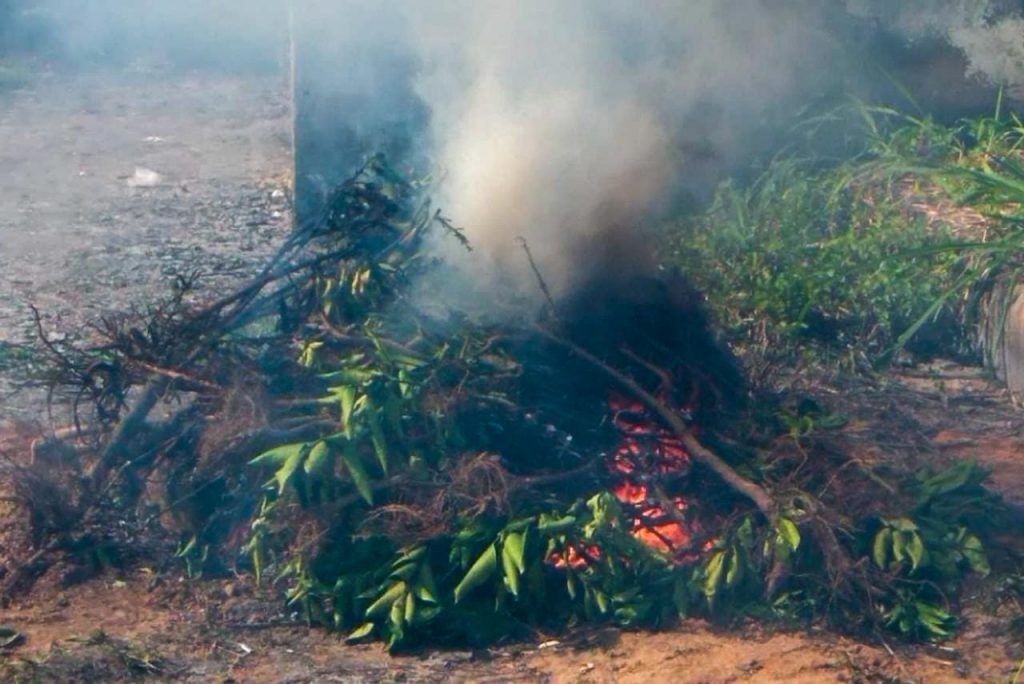Mudas citricas sao apreendidas e destruidas apos comercializacao irregular em cinco municipios sergipanos