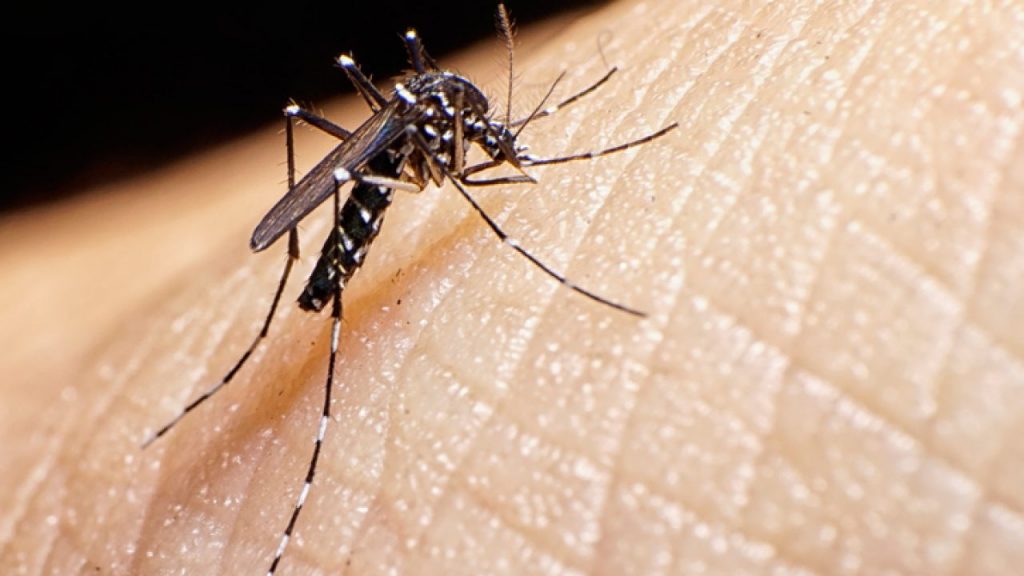 Sergipe registra aumento de 90 nos casos de Zika em 2021