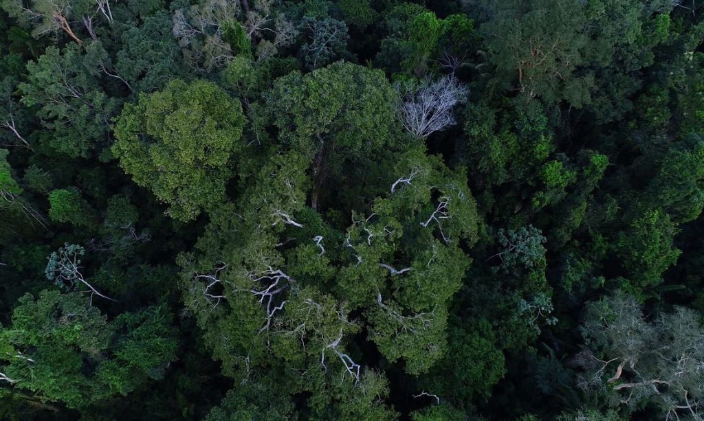 Amazonia perde madeira equivalente a tres cidades de SP em um ano