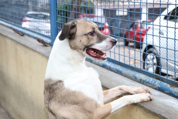 Camara de Itabaiana aprova projeto que torna obrigatorio microchipagem em animais