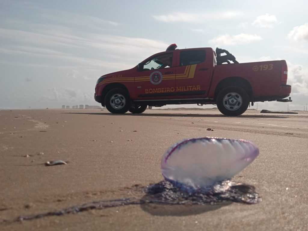 Corpo de Bombeiros alerta populacao para presenca de caravelas no litoral sergipano