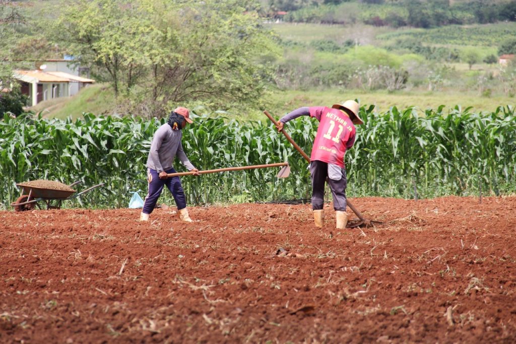 Mesmo com queda na safra Sergipe deve continuar como 4° maior produtor de milho do Nordeste