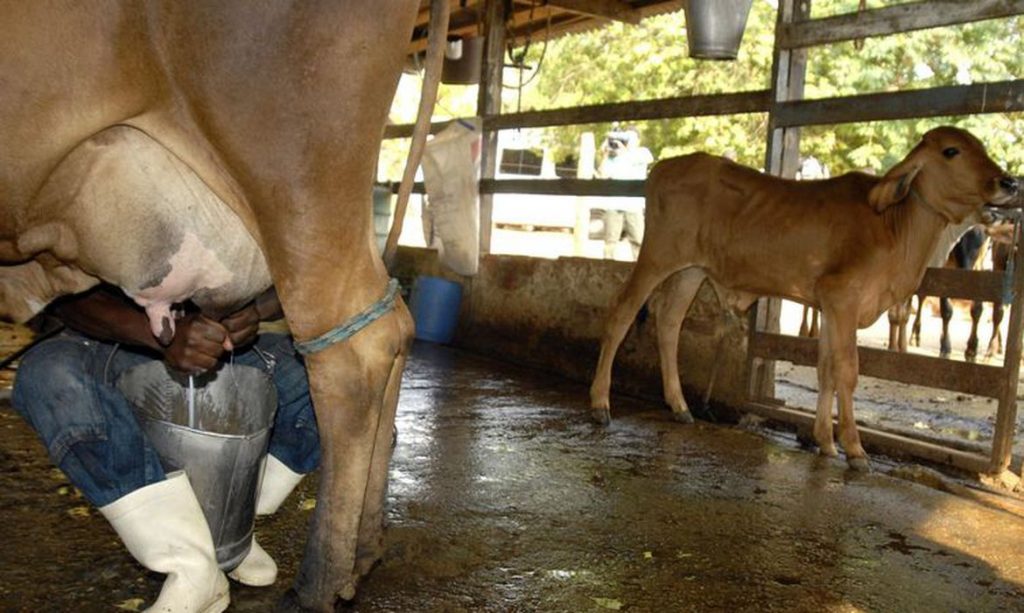 Produtores de leite ampliam negocios com credito e conhecimento tecnico em Sergipe