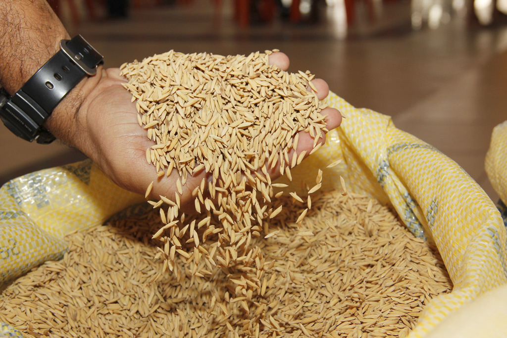 Sergipe tem previsao de aumento de 301 da safra de arroz neste ano