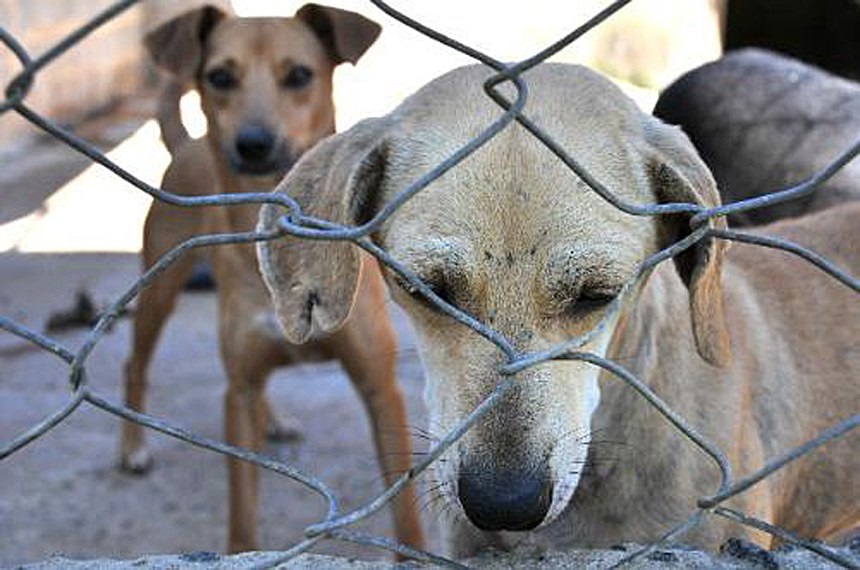 Vai a sancao projeto que proibe abate de caes e gatos pelo poder publico
