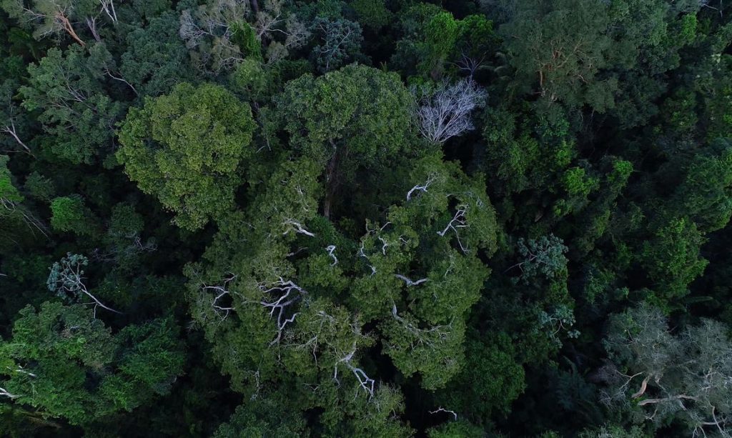 Amazonia perdeu area de 3.300 campos de futebol por dia durante os tres ultimos anos aponta levantamento