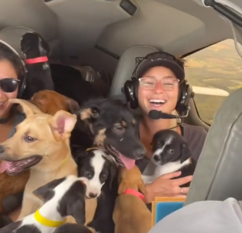 Americana usa aviao para salvar 27 cachorros que seriam sacrificados veja video