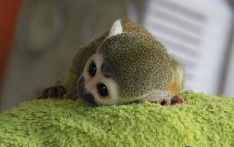 Governo Federal cria programa de resgate da fauna silvestre