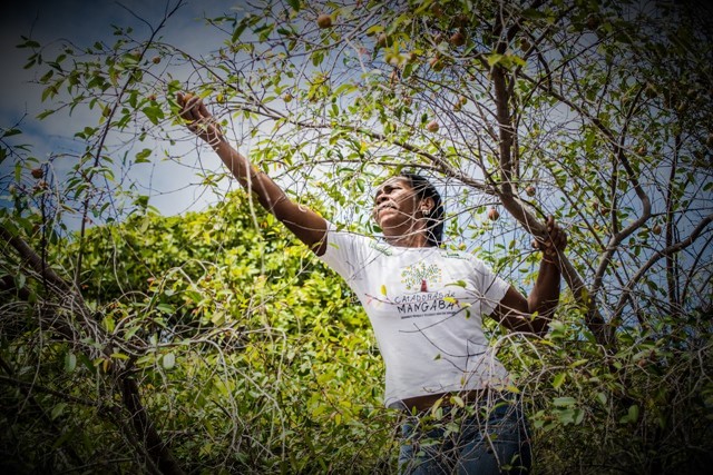 Mangabas e oficio de catadora podem se tornar Patrimonio Cultural Imaterial de Sergipe