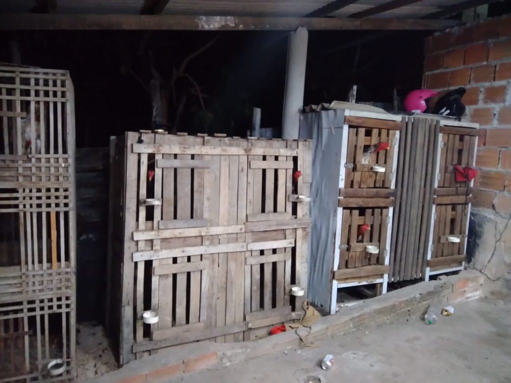 Policia fecha rinha de galo e prende suspeito de maus tratos contra animais na Piabeta