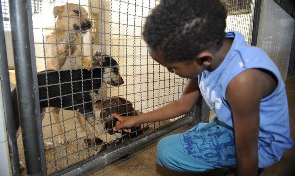 Publicada lei que proibe sacrificio de animais pelas zoonoses