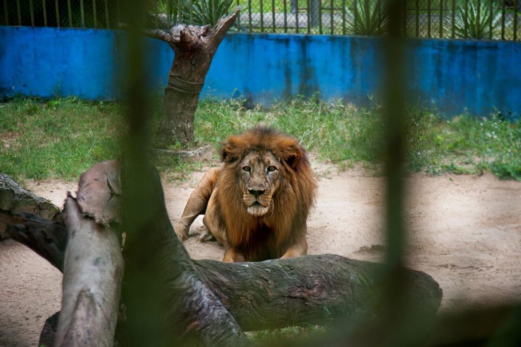 Zoologico de Aracaju sera aberto no Dia das Criancas confira o horario
