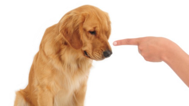Governo sanciona Lei de protecao animal em condominios residenciais e comerciais em Sergipe