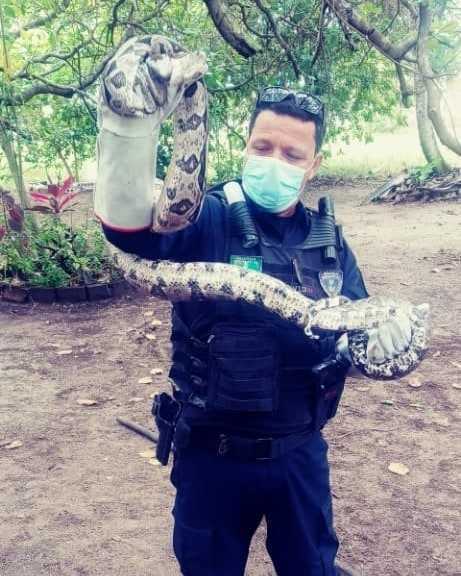 Jiboia e encontrada dentro de residencia em Socorro