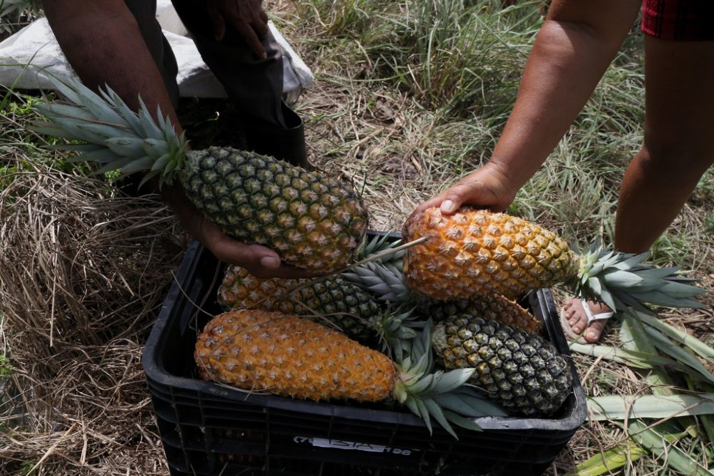 Mais de 85 toneladas de alimentos sao entregues a pequenos agricultores em Sergipe