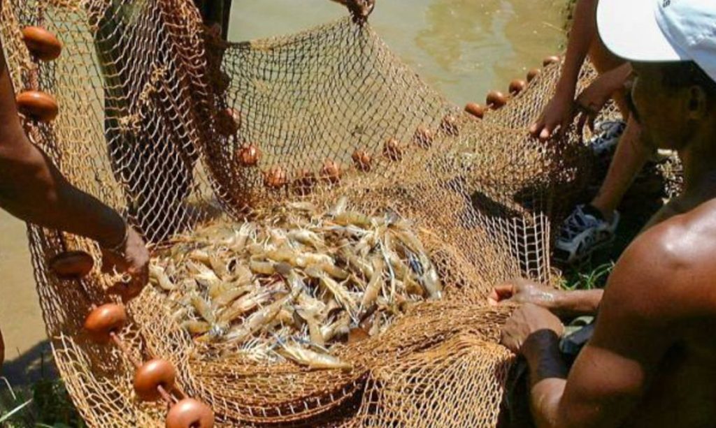 Pela primeira vez Socorro participa de Feira Nacional do Camarao