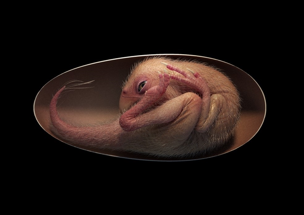 Cientistas encontram ovo com embriao de dinossauro preservado