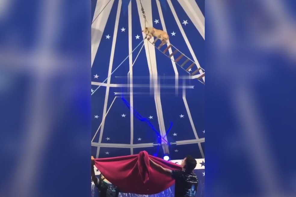 Circo e notificado por usar cachorro acrobata