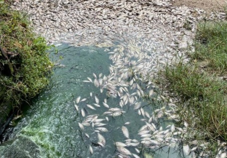 Indice elevado de efluentes pode ter causado mortandade de peixes em Gloria diz Adema