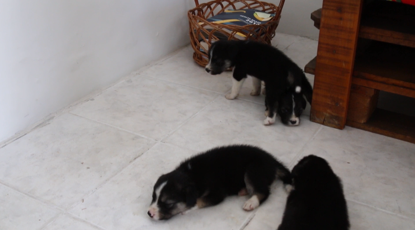 Nove cachorros sao resgatados em situacao de abandono no Conjunto Bugio