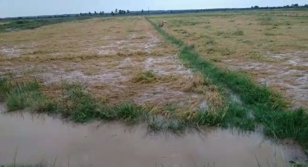 Rizicultores contabilizam cerca de R 5mi em prejuizos na safra de arroz apos enchentes em Neopolis