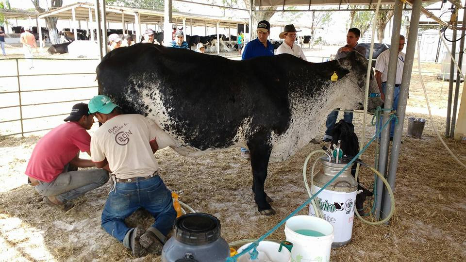 Agricultura Sergipe abre chamamento publico para produtores de leite