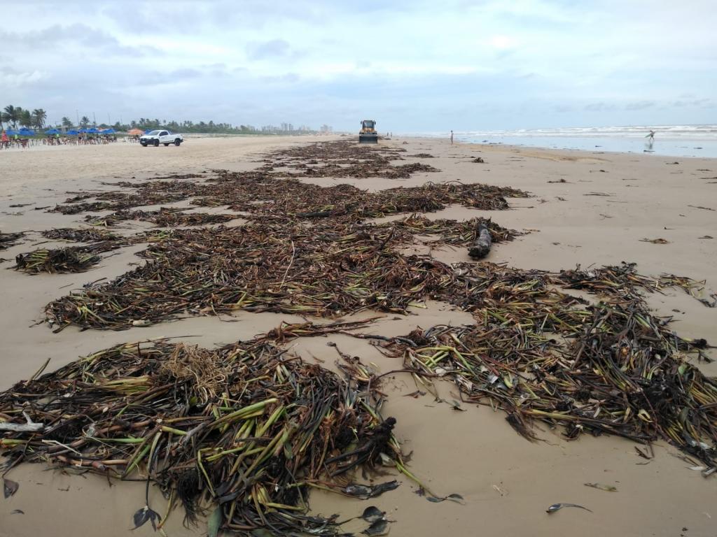 Cerca de 40 toneladas de sargaco sao retiradas das praias de Aracaju