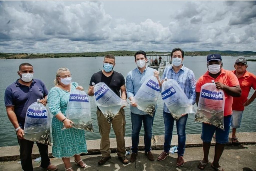 Codevasf realiza repovoamento de mais de 50 mil peixes em Gararu
