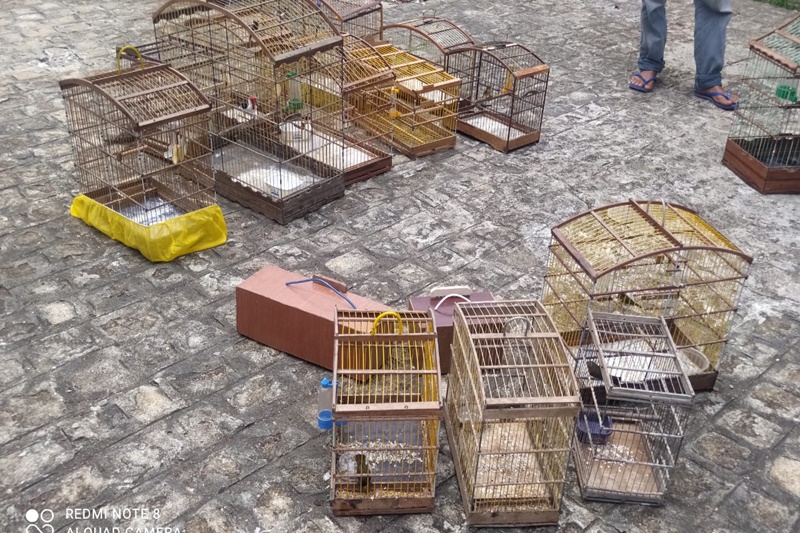 Policia desarticula cativeiro e flagra comercio ilegal de aves silvestres em feira de Lagarto
