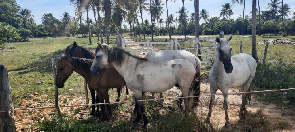Seis cavalos sao apreendidos no acostamento da rodovia SE 100