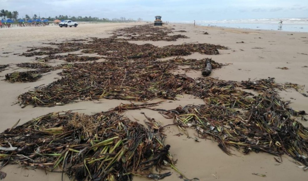 Cerca de 400 toneladas de sargaco ja foram recolhidas das praias sergipanas
