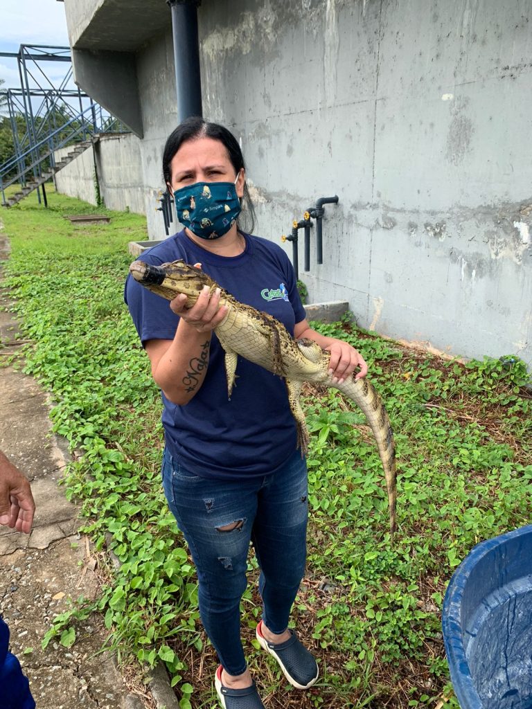 Jacare e outros animais silvestres sao resgatados pela Adema em Sergipe