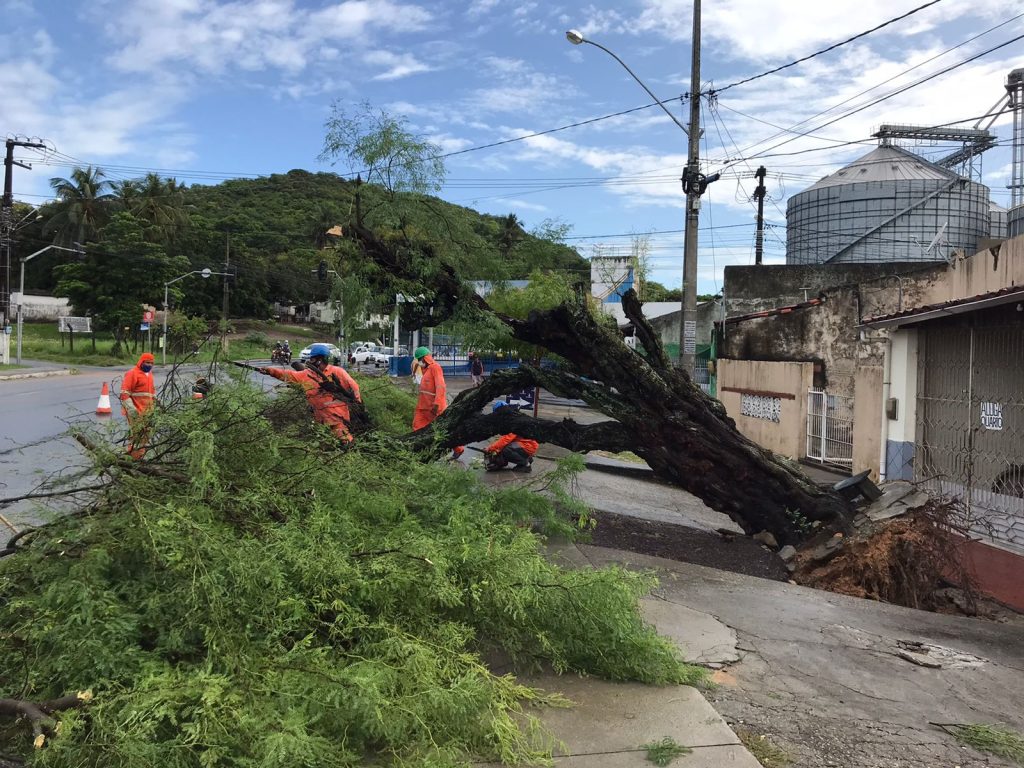 Arvore cai em avenida do Bairro Industrial apos fortes chuvas 2
