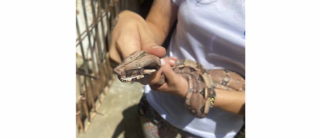Duas jiboias sao resgatadas pela Adema em bairros de Aracaju