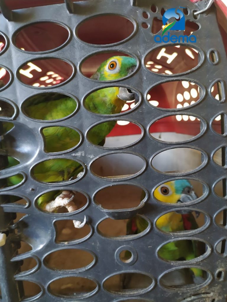 Mais de 20 aves sao soltas em reserva ambiental pela Adema