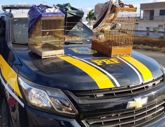 PRF resgata nove passaros silvestres em Umbauba