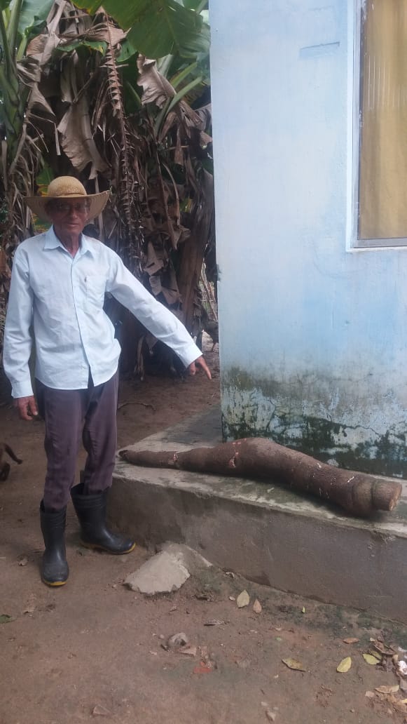 Agricultor sergipano colhe raiz de macaxeira gigante com mais de 20 kg em Muribeca