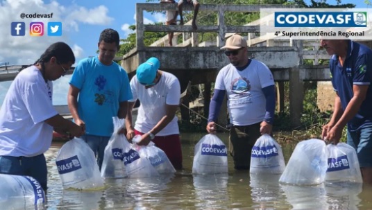 Codevasf lanca 10 mil alevinos em peixamento em Santana de Sao Francisco