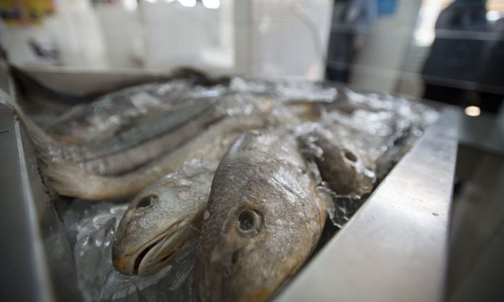 Semana Santa Prefeitura de Siriri entrega 35 toneladas de peixes nesta quarta 13 confira locais