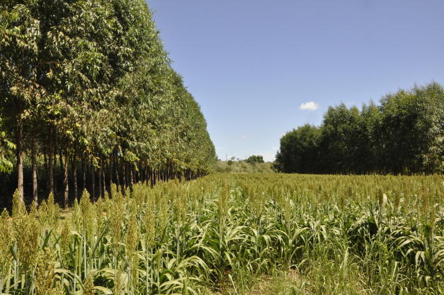 Anvisa adia analise e mantem uso de agrotoxico banido na Europa e nos EUA
